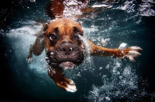 "Underwater Dogs"
